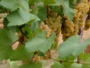 chad-grapes