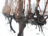 snow-and-vineyards-011
