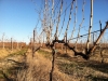 winter-vines